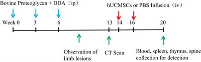 Evaluation of preclinical efficacy of human umbilical cord mesenchymal stem cells in ankylosing spondylitis